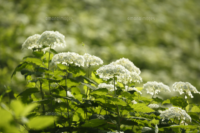 アジサイ
(c)Tetsuya Tanooka/a.collectionRF