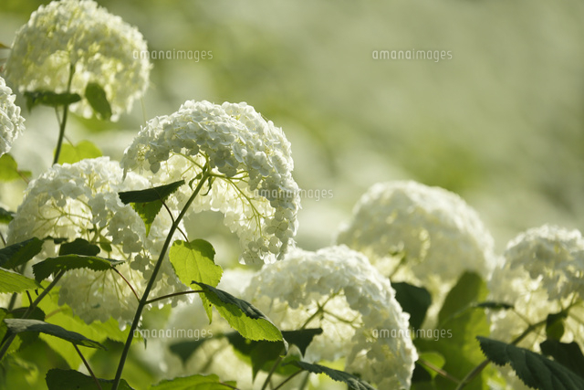 アジサイ
(c)Tetsuya Tanooka/a.collectionRF
