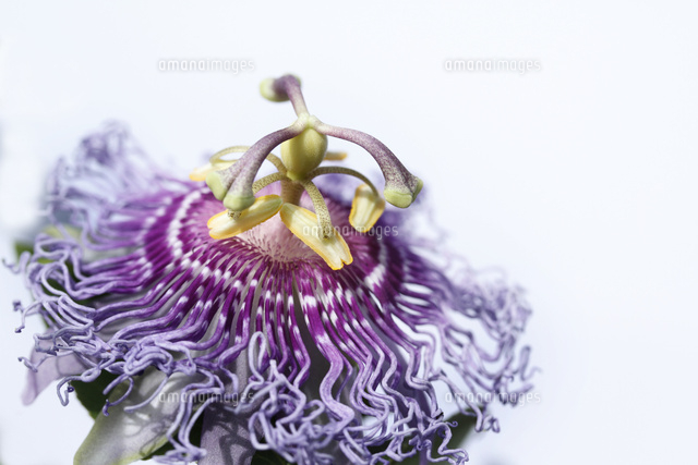 インセンス
(c)Tetsuya Tanooka/a.collectionRF