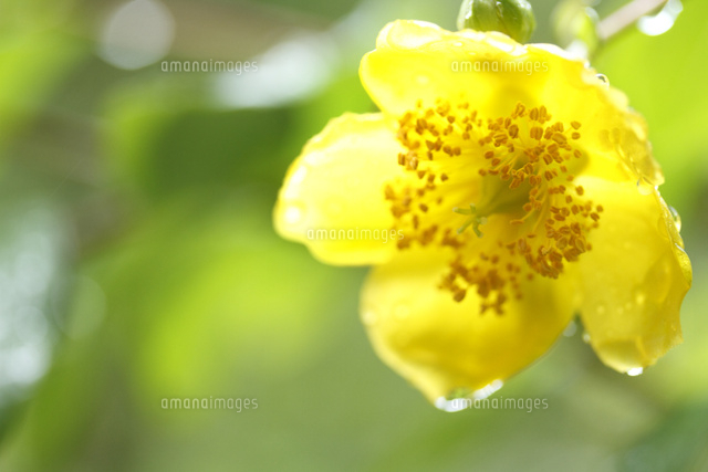 キンシバイ
(c)Tetsuya Tanooka/a.collectionRF