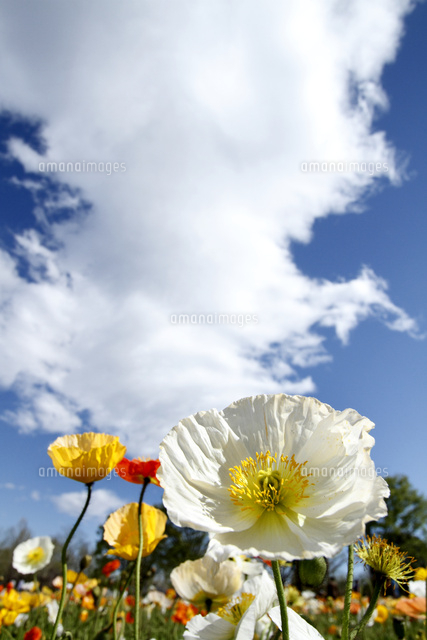 ポピー
(c)Tetsuya Tanooka/a.collectionRF