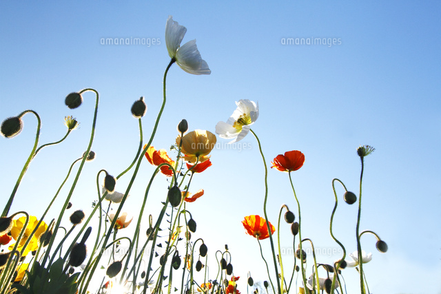 ポピー
(c)Tetsuya Tanooka/a.collectionRF