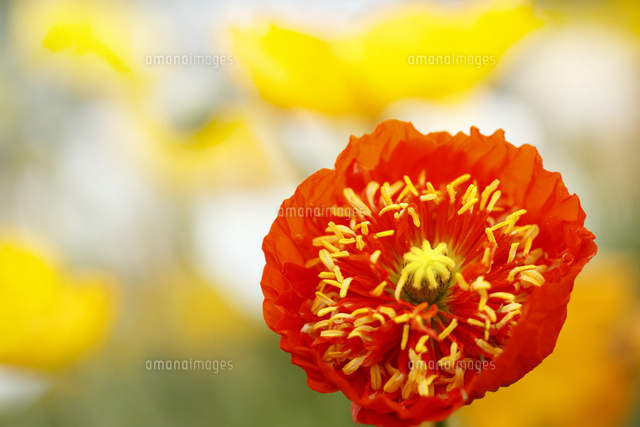 ポピー
(c)Tetsuya Tanooka/a.collectionRF