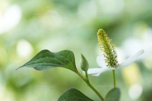 ドクダミ
(c)Tetsuya Tanooka/a.collectionRF
