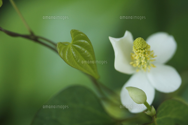 ドクダミ
(c)Tetsuya Tanooka/a.collectionRF
