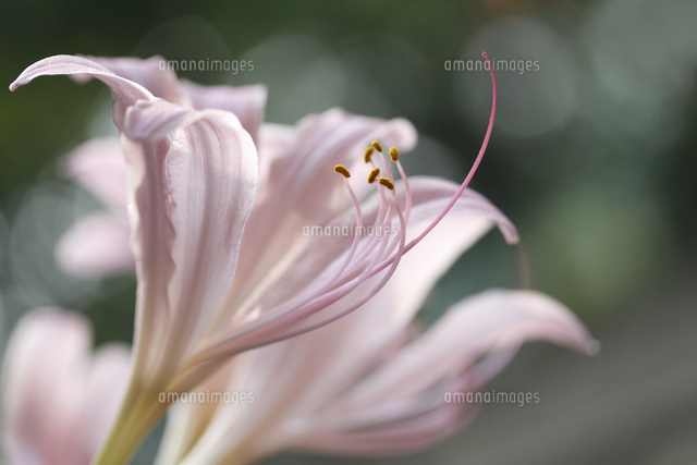 ナツズイセン
(c)Tetsuya Tanooka/a.collectionRF