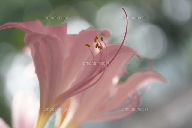 ナツズイセン
(c)Tetsuya Tanooka/a.collectionRF