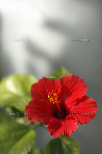 ハイビスカス
(c)Tetsuya Tanooka/a.collectionRF