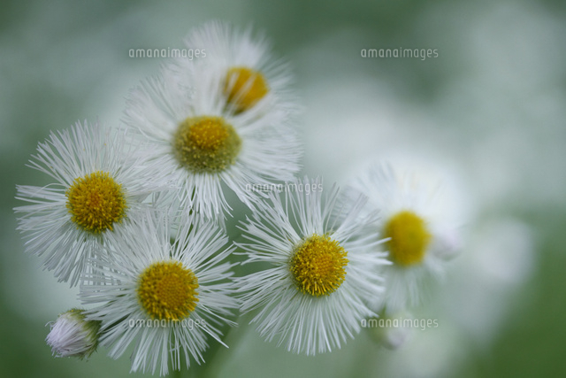 ハルジオン
(c)Tetsuya Tanooka/a.collectionRF