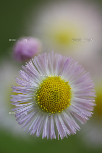 ハルジオン
(c)Tetsuya Tanooka/a.collectionRF