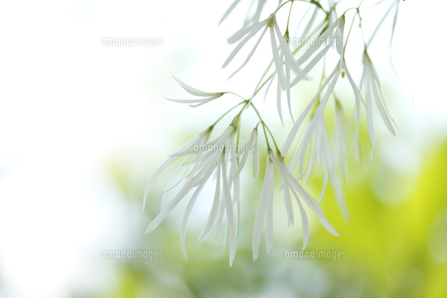 ヒトツバタゴ
(c)Tetsuya Tanooka/a.collectionRF
