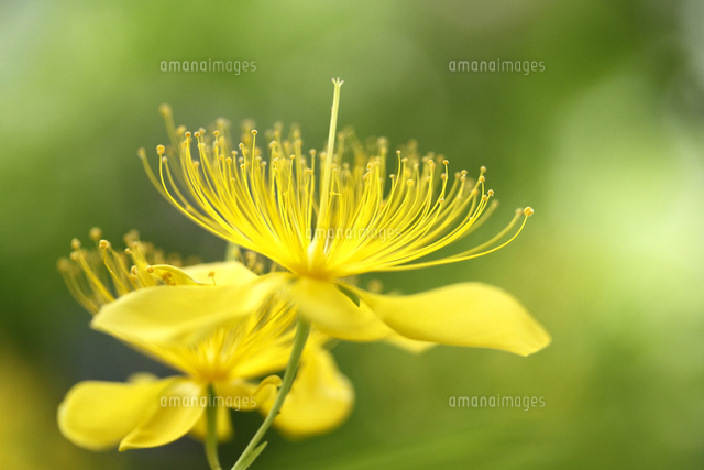 ビョウヤナギ
(c)Tetsuya Tanooka/a.collectionRF