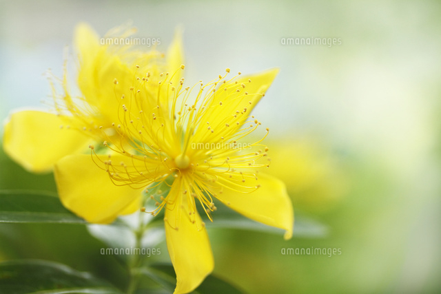 ビョウヤナギ
(c)Tetsuya Tanooka/a.collectionRF