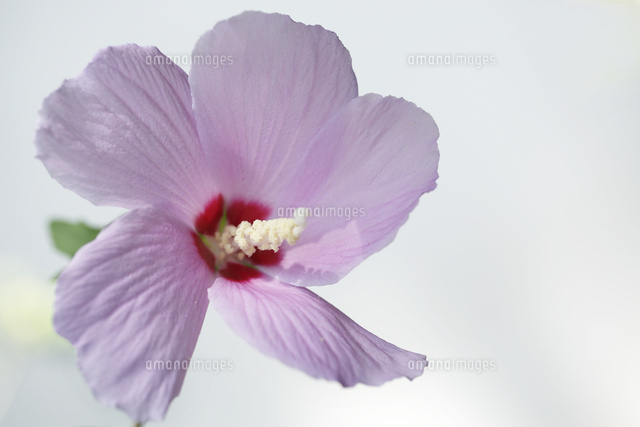フヨウ
(c)Tetsuya Tanooka/a.collectionRF
