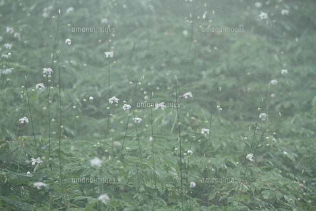 レンゲショウマ
(c)Tetsuya Tanooka/a.collectionRF