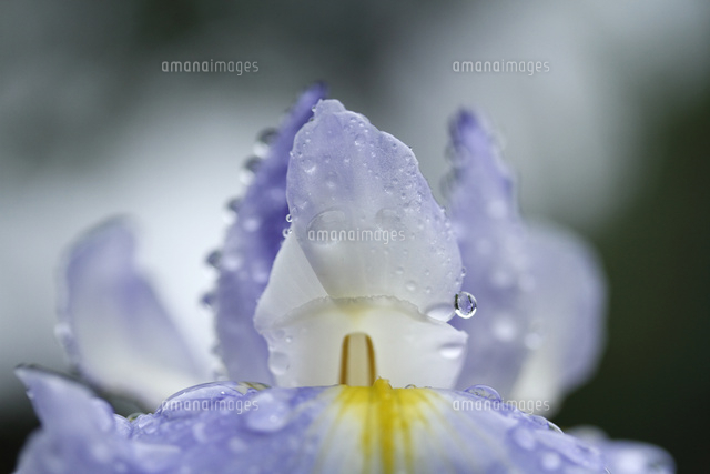 ハナショウブ
(c)Tetsuya Tanooka/a.collectionRF