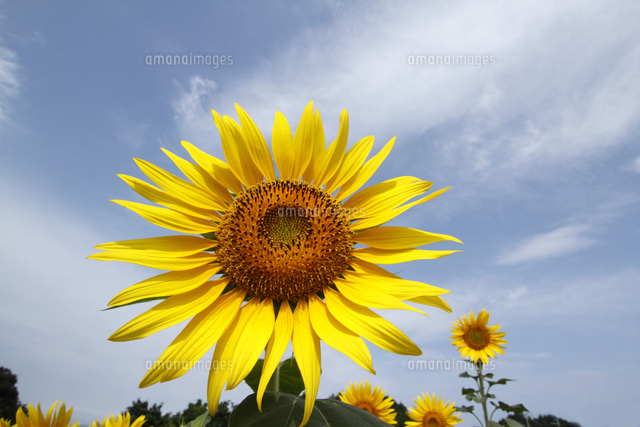 ヒマワリ
(c)Tetsuya Tanooka/a.collectionRF