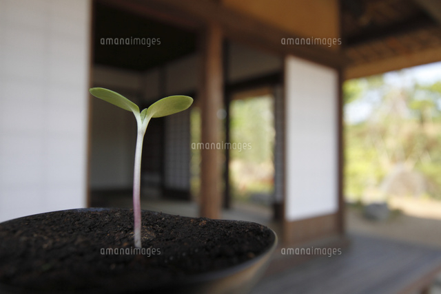 双葉
(c)Tetsuya Tanooka/a.collectionRF