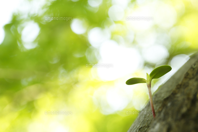 双葉
(c)Tetsuya Tanooka/a.collectionRF