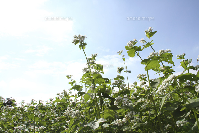 ソバ
(c)Tetsuya Tanooka/a.collectionRF