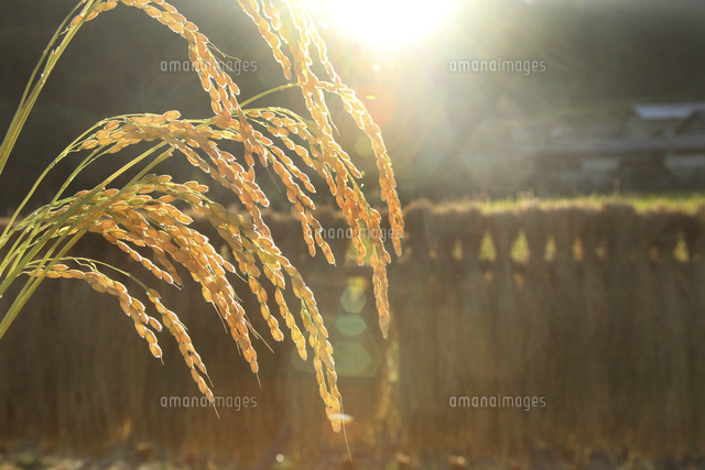 稲穂
(c)Tetsuya Tanooka/a.collectionRF