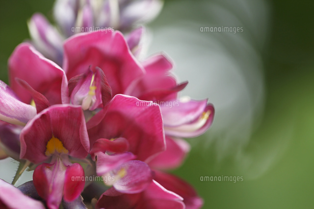 クズ
(c)Tetsuya Tanooka/a.collectionRF