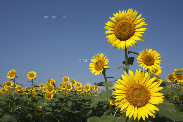 ヒマワリ
(c)Tetsuya Tanooka/a.collectionRF