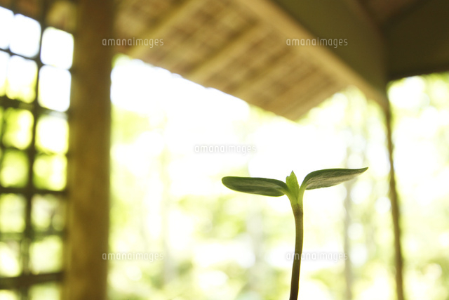 双葉
(c)Tetsuya Tanooka/a.collectionRF