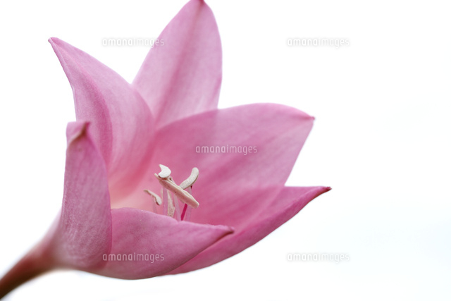 アマクリナム
(c)Tetsuya Tanooka/a.collectionRF