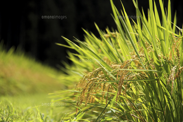 稲穂
(c)Tetsuya Tanooka/a.collectionRF