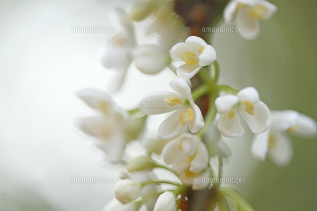 キンモクセイ
(c)Tetsuya Tanooka/a.collectionRF