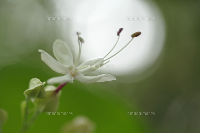 クサギ
(c)Tetsuya Tanooka/a.collectionRF