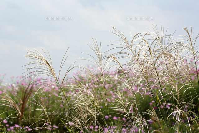 ススキ
(c)Tetsuya Tanooka/a.collectionRF