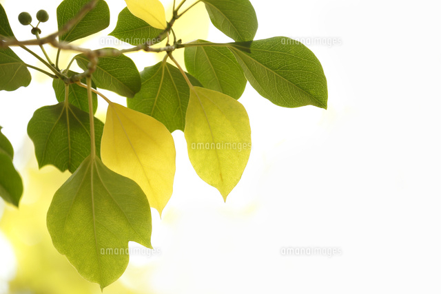 黄葉
(c)Tetsuya Tanooka/a.collectionRF