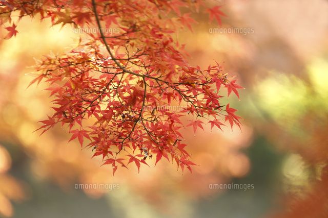 紅葉
(c)Tetsuya Tanooka/a.collectionRF
