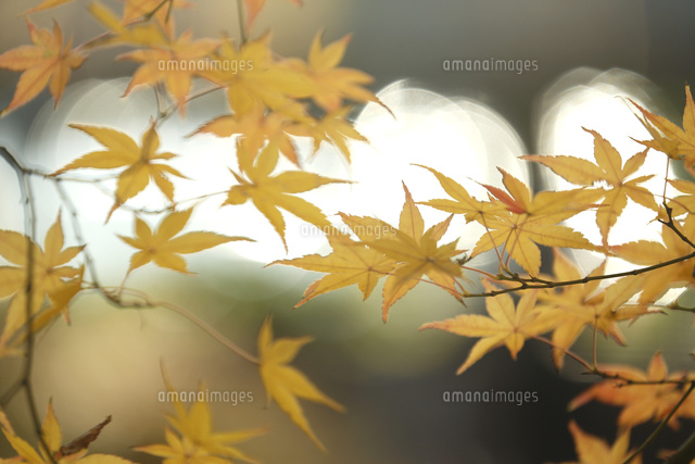 黄葉
(c)Tetsuya Tanooka/a.collectionRF