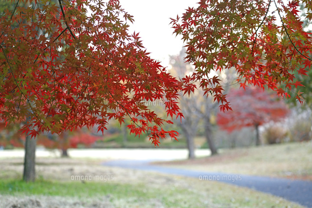 紅葉
(c)Tetsuya Tanooka/a.collectionRF