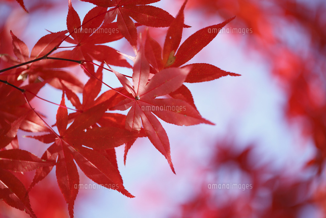 紅葉
(c)Tetsuya Tanooka/a.collectionRF