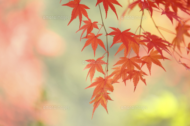 紅葉
(c)Tetsuya Tanooka/a.collectionRF