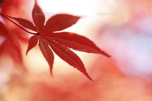 紅葉
(c)Tetsuya Tanooka/a.collectionRF