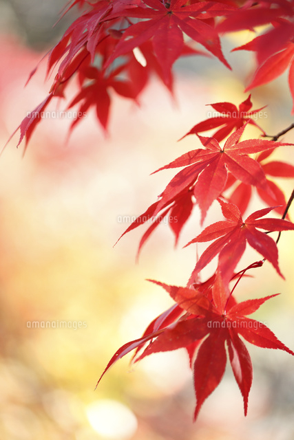 紅葉
(c)Tetsuya Tanooka/a.collectionRF
