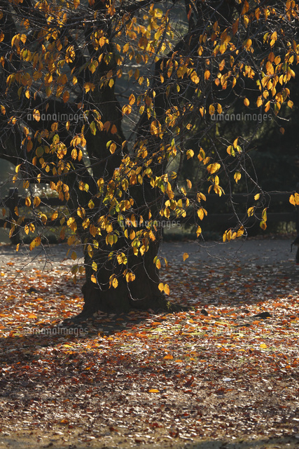 紅葉
(c)Tetsuya Tanooka/a.collectionRF