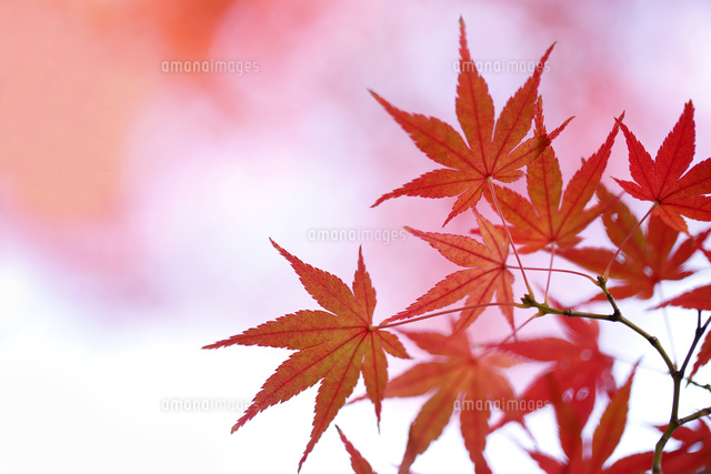 紅葉
(c)Tetsuya Tanooka/a.collectionRF