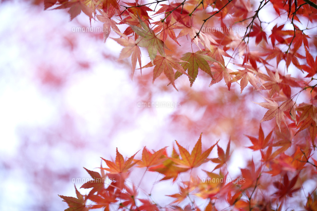 紅葉
(c)Tetsuya Tanooka/a.collectionRF
