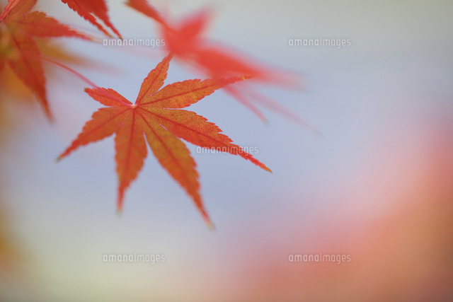 紅葉
(c)Tetsuya Tanooka/a.collectionRF