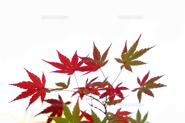 紅葉
(c)Tetsuya Tanooka/a.collectionRF