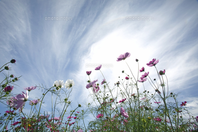 コスモス
(c)Tetsuya Tanooka/a.collectionRF