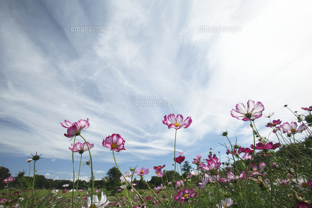 コスモス
(c)Tetsuya Tanooka/a.collectionRF