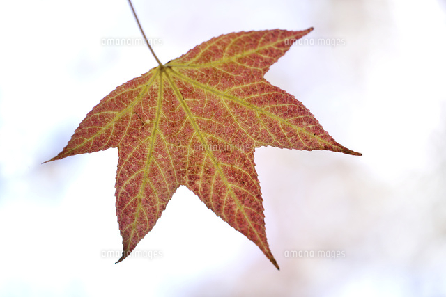 紅葉
(c)Tetsuya Tanooka/a.collectionRF