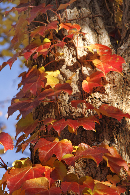 紅葉
(c)Tetsuya Tanooka/a.collectionRF